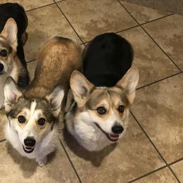 Pembroke Welsh Corgis from Lively Corgis