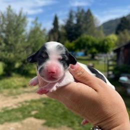 Burrata - Piebald female Dachshund puppy in Rogue River, Oregon from Bear Feet Dachshunds