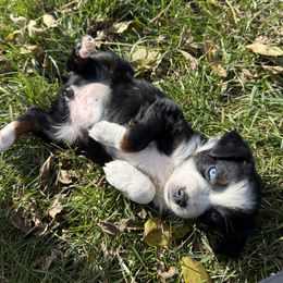 Nova - Black tri female Miniature Australian Shepherd puppy in Marion, Michigan from Highland Hills Mini Aussies