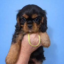 Lime Green - Black and tan male Cavalier King Charles Spaniel puppy in Great Bend, Kansas from Bridgeford Cavaliers