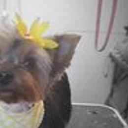 Yorkshire Terriers from Trennas Rotten Yorkies