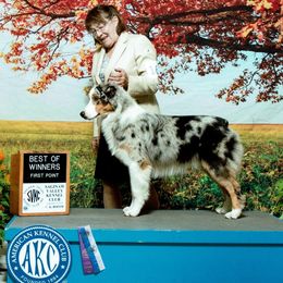 Knox - Australian Shepherd