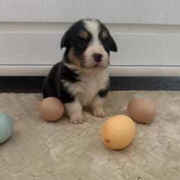 Full fluffy Echo - Black and white male American Corgi puppy in Decatur, Texas from Bar S Corgis