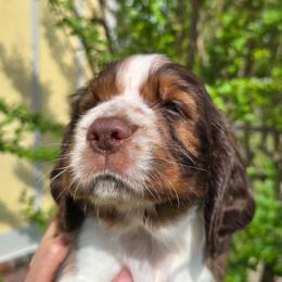 Sierra - Liver and white male English Springer Spaniel puppy in Hephzibah, Georgia from Sidel's Springers