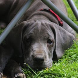 Great Dane Puppies from Sterling Danes