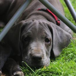 Great Dane Puppies from Sterling Danes