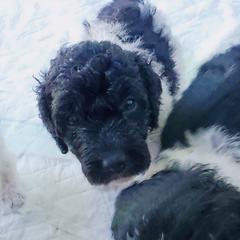 Double Doodle and Poodle Puppies from Perfect Poodles and Doodles LLC