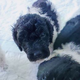 Double Doodle and Poodle Puppies from Perfect Poodles and Doodles LLC