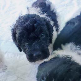Double Doodle and Poodle Puppies from Perfect Poodles and Doodles LLC