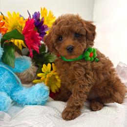 Corey Green (Boy 5) - Red  male Poodle puppy in Miami, Florida from Katy's Toy Poodles & Doodles