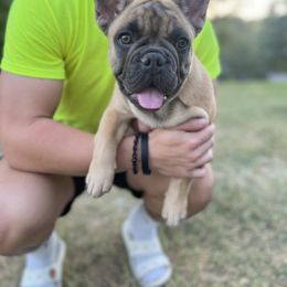 French Bulldog Puppies from Frenchie Love Bugs