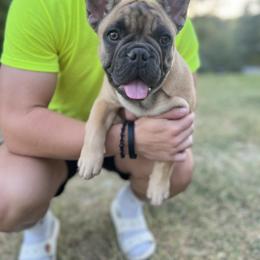 French Bulldog Puppies from Frenchie Love Bugs