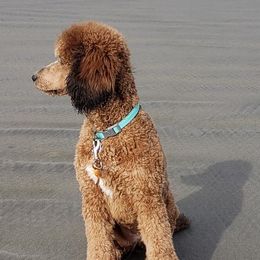 Poodles from Sandcastle Standard Poodles