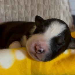 Liberty - Black tri-color female Australian Shepherd puppy in Morrow, Ohio from OakHaven Acres Aussies