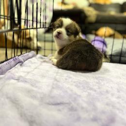 Sweetie pie - Sable female Pembroke Welsh Corgi puppy in Millsap, Texas from Punchy Pembroke Ranch