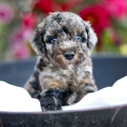 Prince - Blue merle male Aussiedoodle puppy in Crete, Nebraska from Doodles & Co