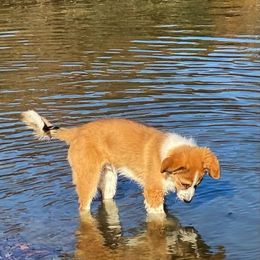 Border Collie Puppies from EOT Border Collies