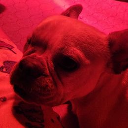 Sylvie - French Bulldog