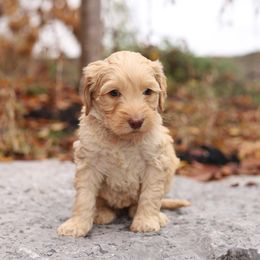 Pink - Caramel female Australian Labradoodle puppy in Williamstown, New York from Lewis Manor Labradoodles