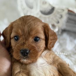 Sasha - Red female Cavapoo puppy in Lagrange, Indiana from Heavn Sent Acres