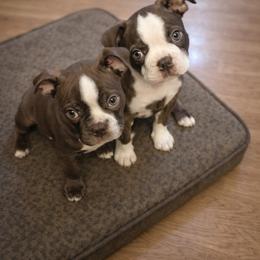Boston Terrier Puppies from Broadus Boston Terriers