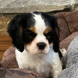 Cavalier King Charles Spaniel Puppies from Fairwyn Farm Cavalier King Charles Spaniels