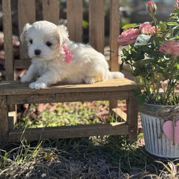 Genevieve - White female Maltese puppy in Live Oak, Florida from Pupkin’s Maltese