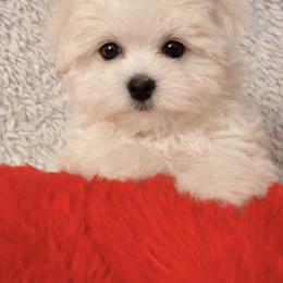 Bentley Snow Angel - male Maltese puppy in Anza, California from Top Shepherd - Snow Angels Bichon Frisé, Maltise.