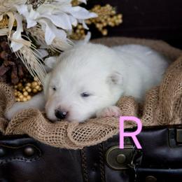 Pink - White female Samoyed puppy in Salem, Utah from Happy Valley Sammies