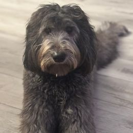 Bernedoodle All Grown Up from Gentle Giants Doodle Co.