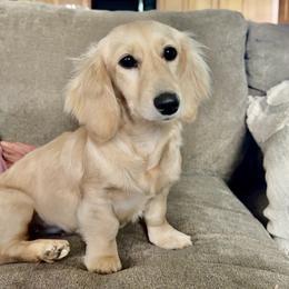 Livvy - Dachshund