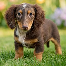 Bentley - Dapple male Dachshund puppy in Industry, Illinois from KDKs Kennels