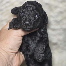 Enzo - Black male Cockapoo puppy in West Point, Mississippi from Golden Paws