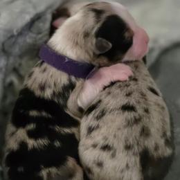 Luna- Blue Merle - Blue merle female Australian Shepherd puppy in Anthony, Florida from Out of the Blue Aussies