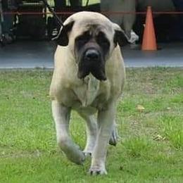Fia - Mastiff