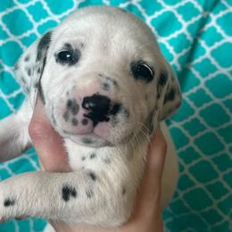 Crunch - White and black male Dalmatian puppy in Austin, Texas from Dazzling Dalz