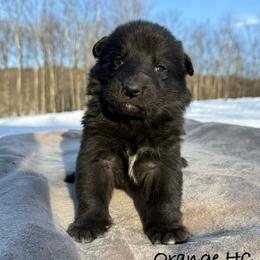 Orange HC - Black male German Shepherd puppy in Terra Alta, West Virginia from Shepherd Country Farm and Kennels