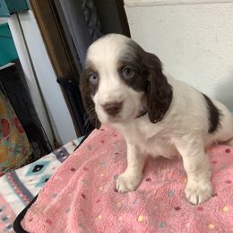 Girl 1 Hot Pink collar - English Springer Spaniel puppy from Stratton Spaniels