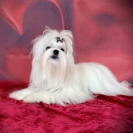 Summer - Maltese