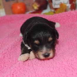 Candy - Black tri-color female Aussiedoodle puppy in Tuscola, Illinois from Dream on puppies