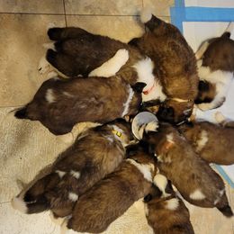 Saint Bernard Puppies from Middle Georgia Saints