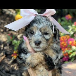 Bernedoodle, Cavapoo, Goldendoodle, and Poodle Puppies from Gypsi Doodles & Poodles