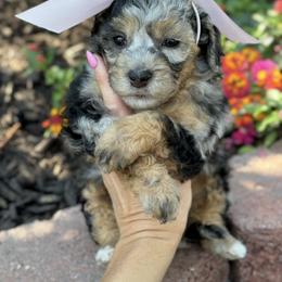 Bernedoodle, Cavapoo, Goldendoodle, and Poodle Puppies from Gypsi Doodles & Poodles