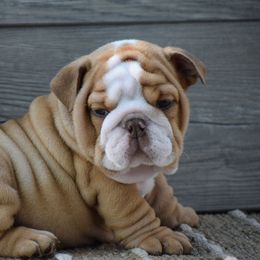 Choco - Fawn and white male Bulldog puppy in Bradleyville, Missouri from HurstBulldogs