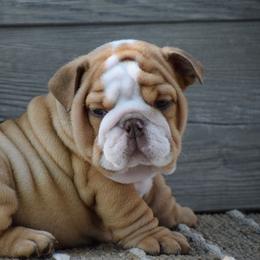 Choco - Fawn and white male Bulldog puppy in Bradleyville, Missouri from HurstBulldogs