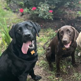 Labrador Retrievers from LMD Retrievers