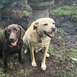 Labrador Retrievers from LMD Retrievers