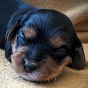 Cavatons and Cotons de Tulear from A Little Dog'll Do Ya