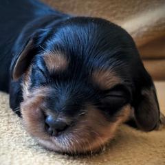 Cavatons and Cotons de Tulear from A Little Dog'll Do Ya