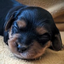 Cavatons and Cotons de Tulear from A Little Dog'll Do Ya